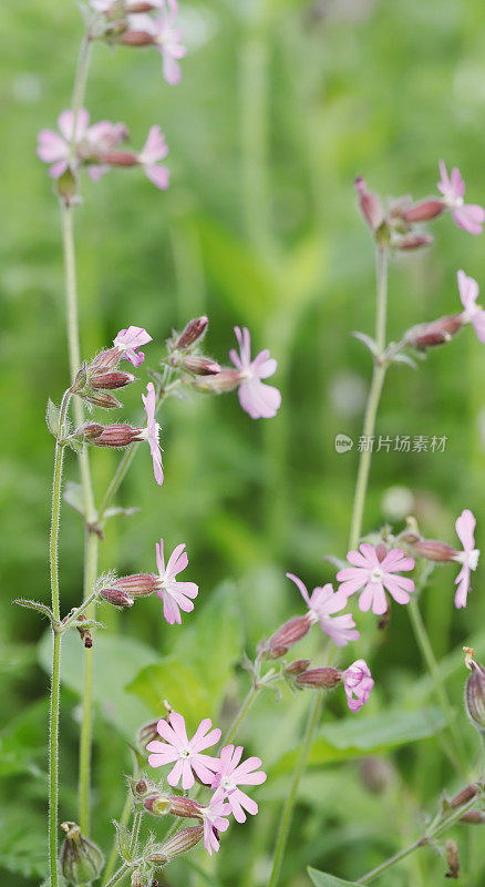 红campion (Silene dioica)